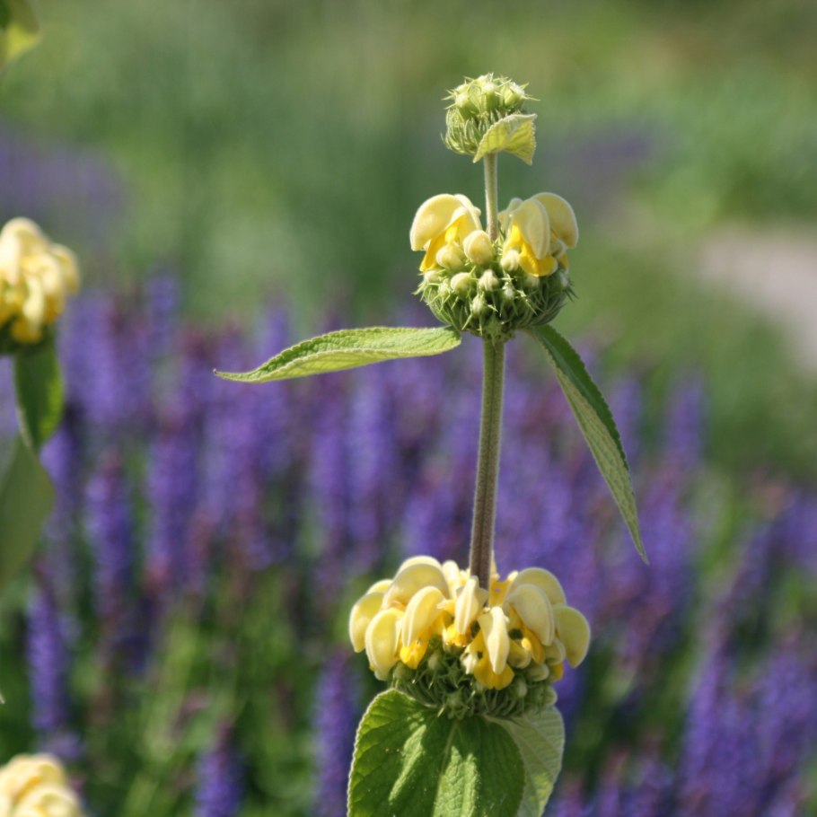 Phlomis purpurea
