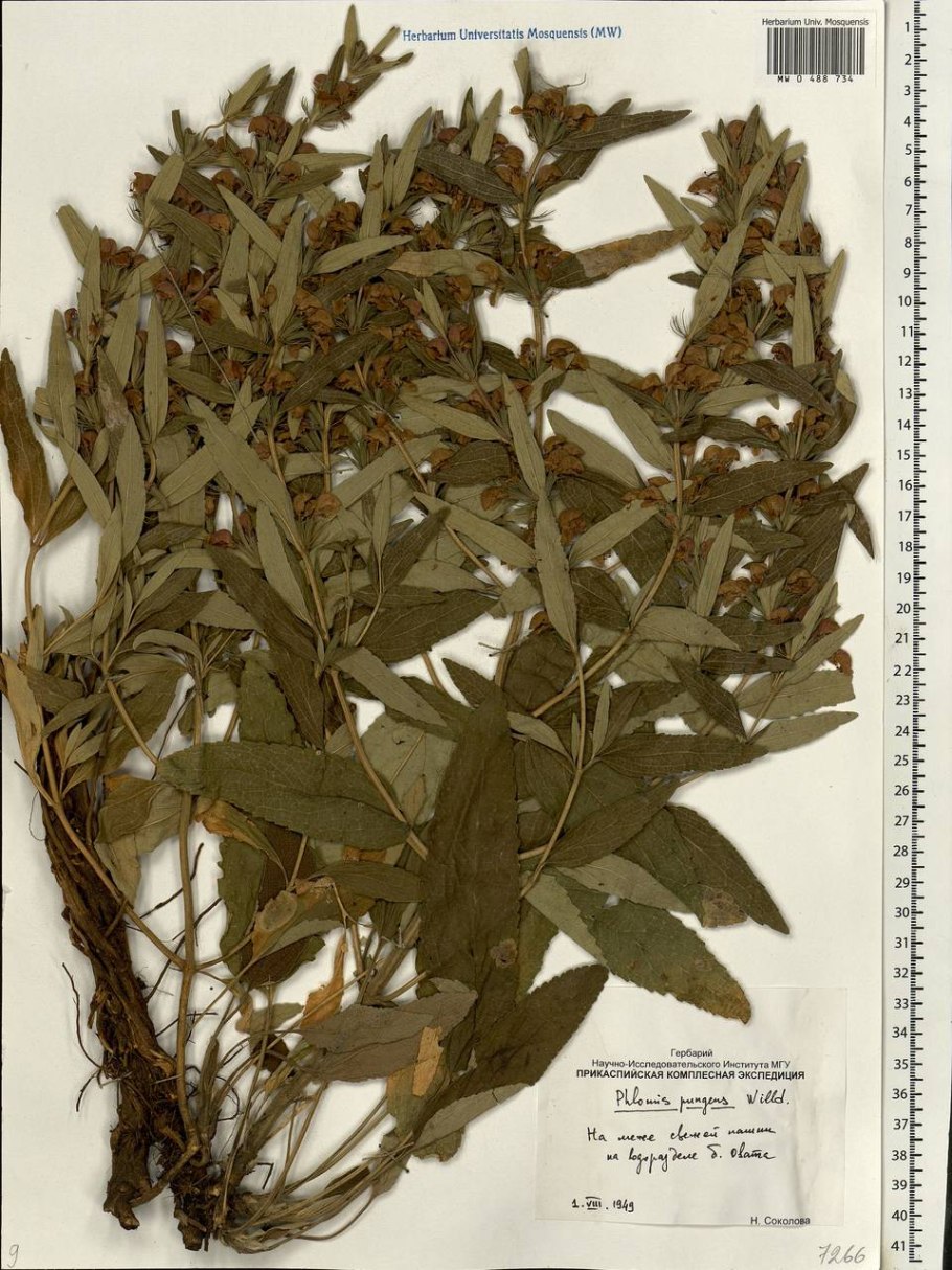 Зопник клубненосный (Phlomis tuberosa)