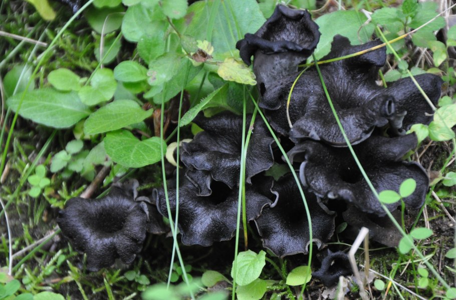 Вороночник рожковидный гриб