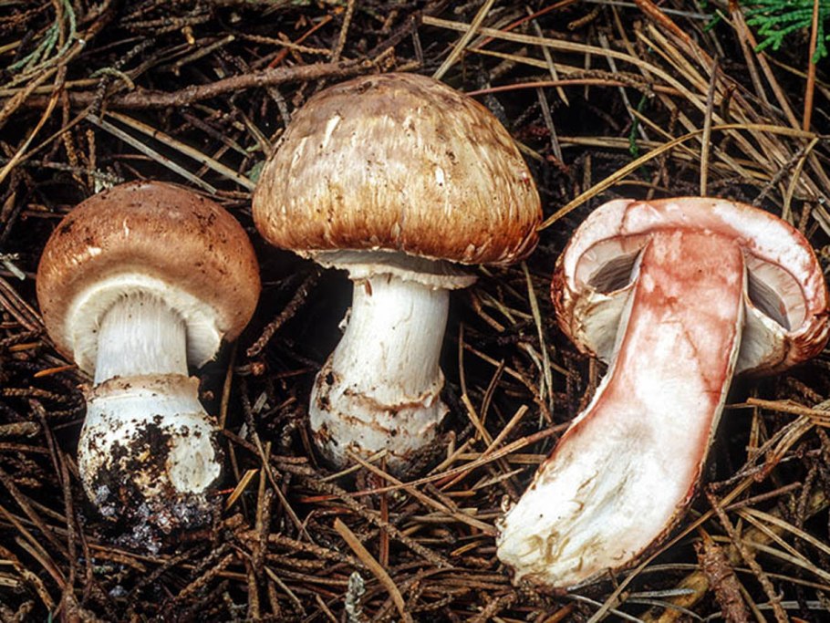 Шампиньон (Agaricus langei)