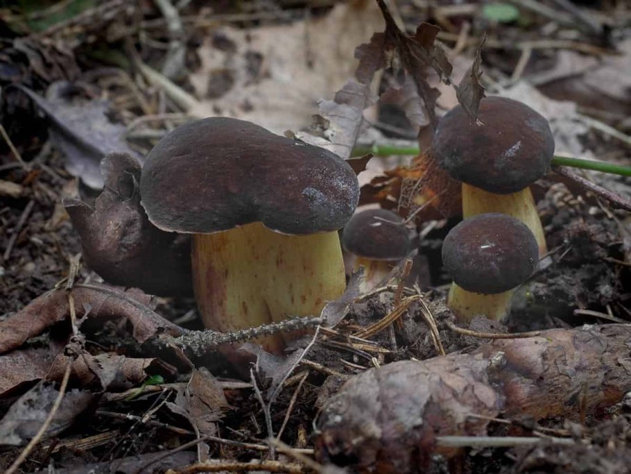 Моховик бархатный гриб