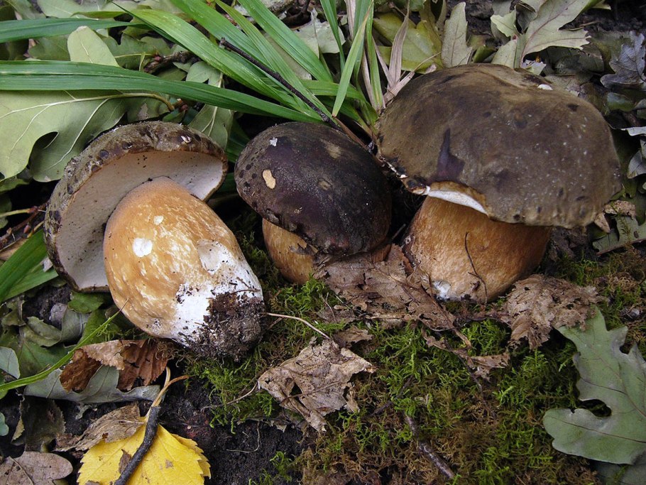 Белый гриб бронзовый Boletus aereus