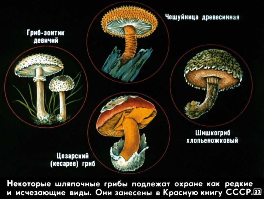 Исчезающие виды грибов