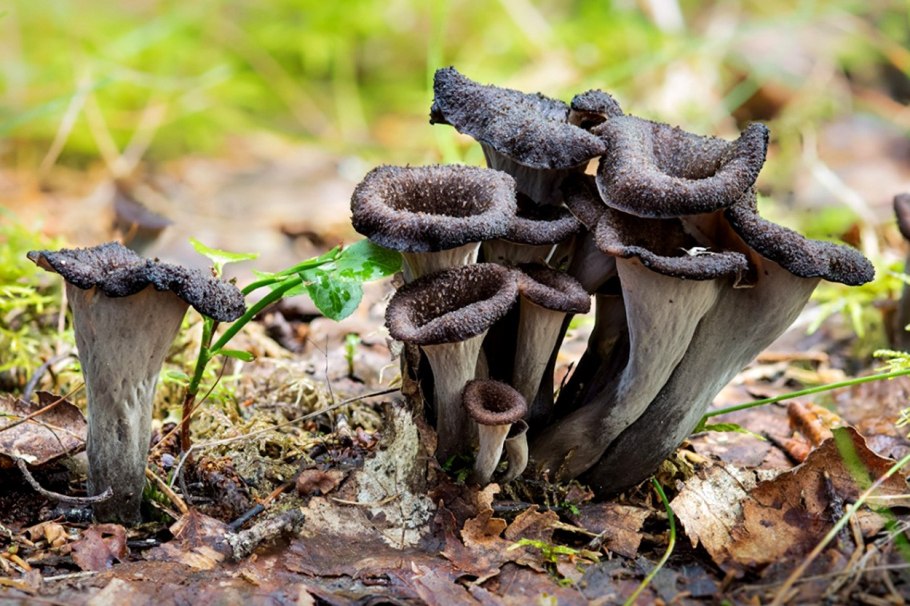 Лисичка черная вороночник рожковидный