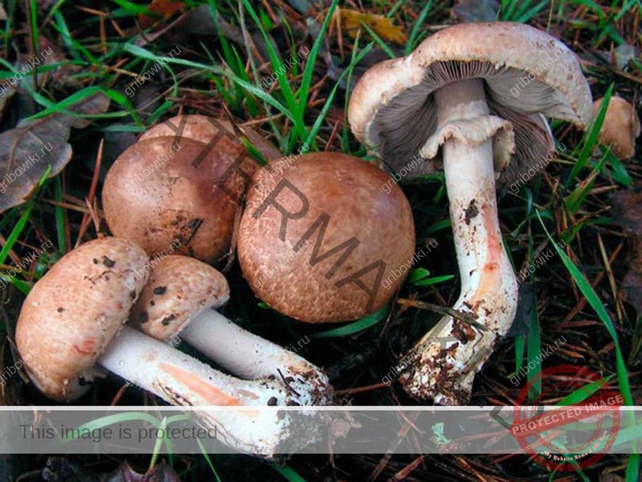 Шампиньон тёмно-красный (Agaricus haemorrhoidarius)