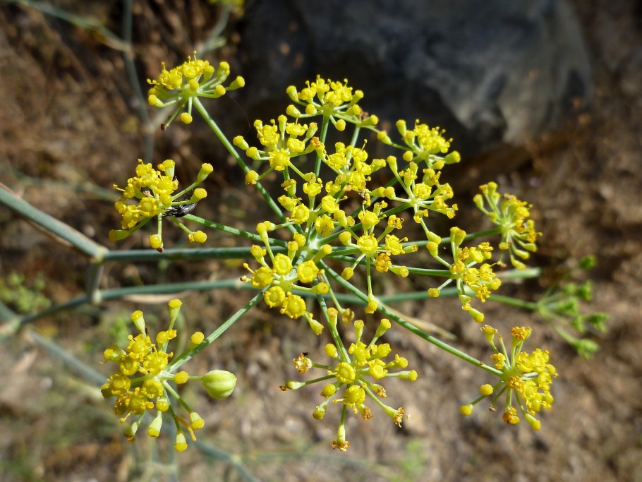Фенхель. Foeniculum vulgare