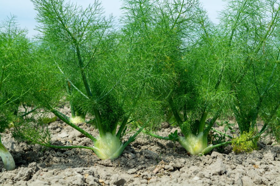 Foeniculum officinale