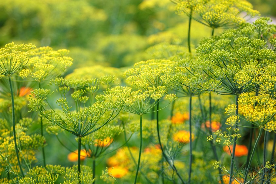Фенхель (Foeniculum)