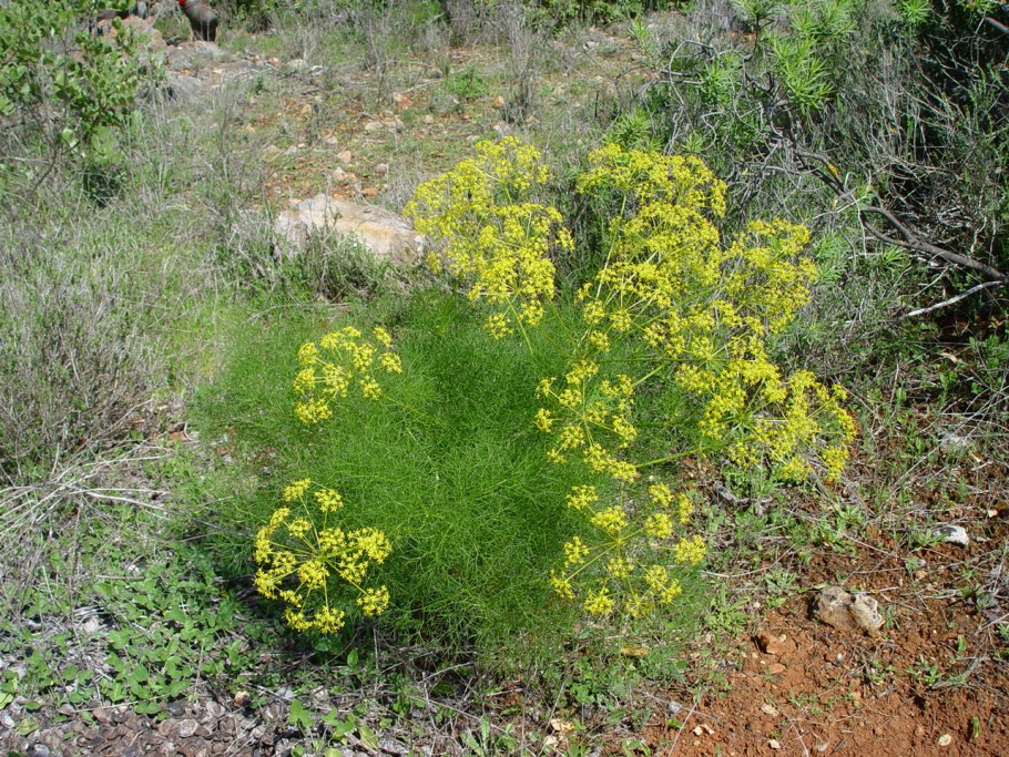 Фенхель. Foeniculum vulgare