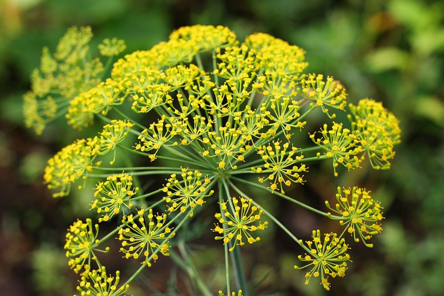 Фенхель (Foeniculum)