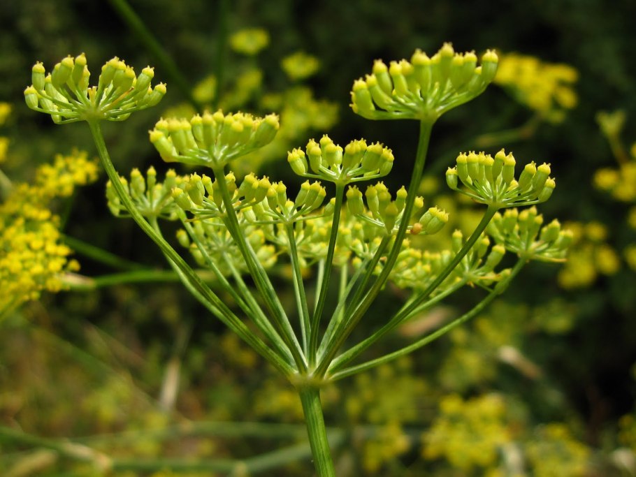 Фенхель обыкновенный Foeniculum vulgare