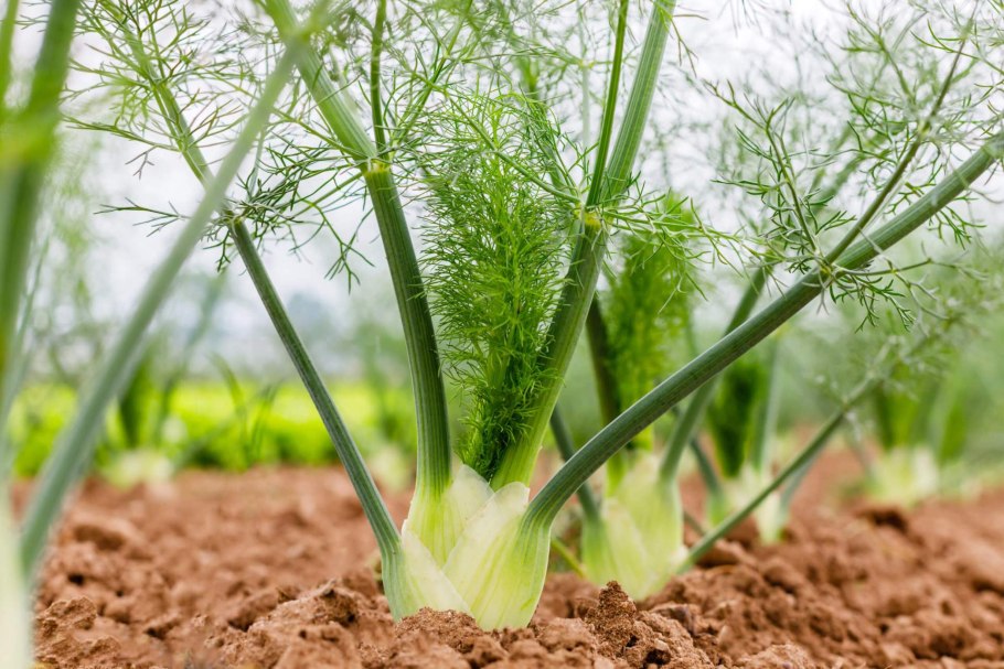 Fennel Seeds