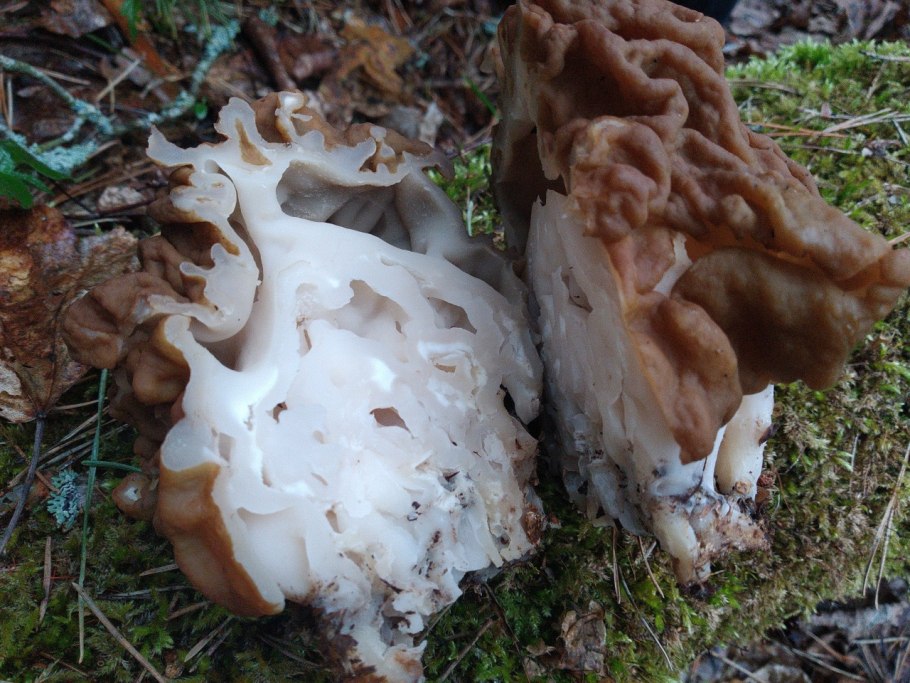 Строчок гигантский