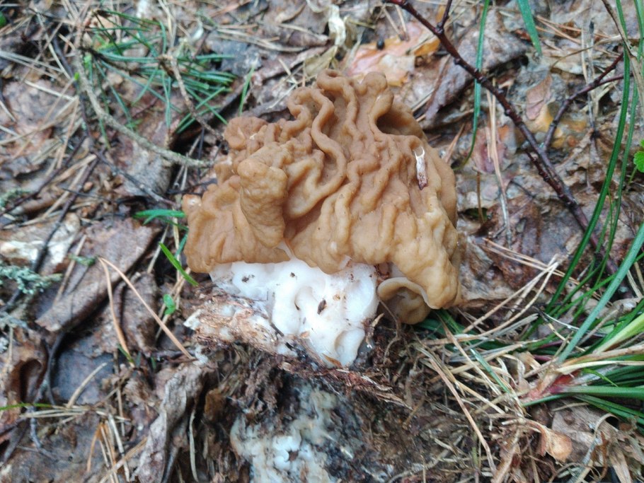 Строчок гигантский Вишневский