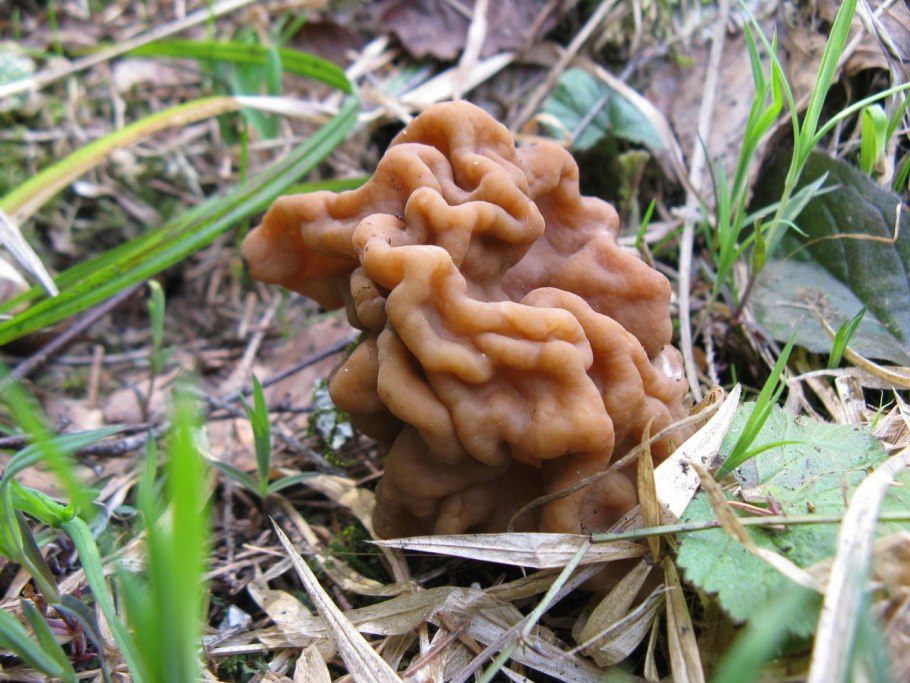 Сморчки Подмосковные