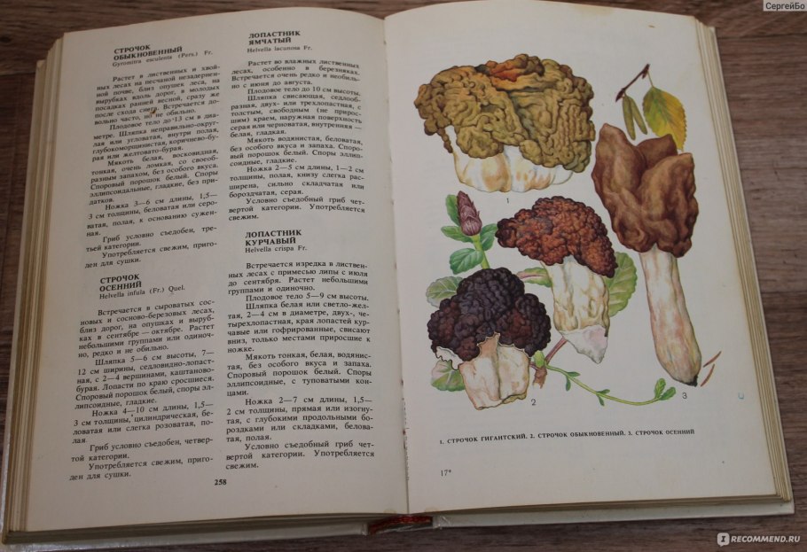 Книга фёдорова о грибах