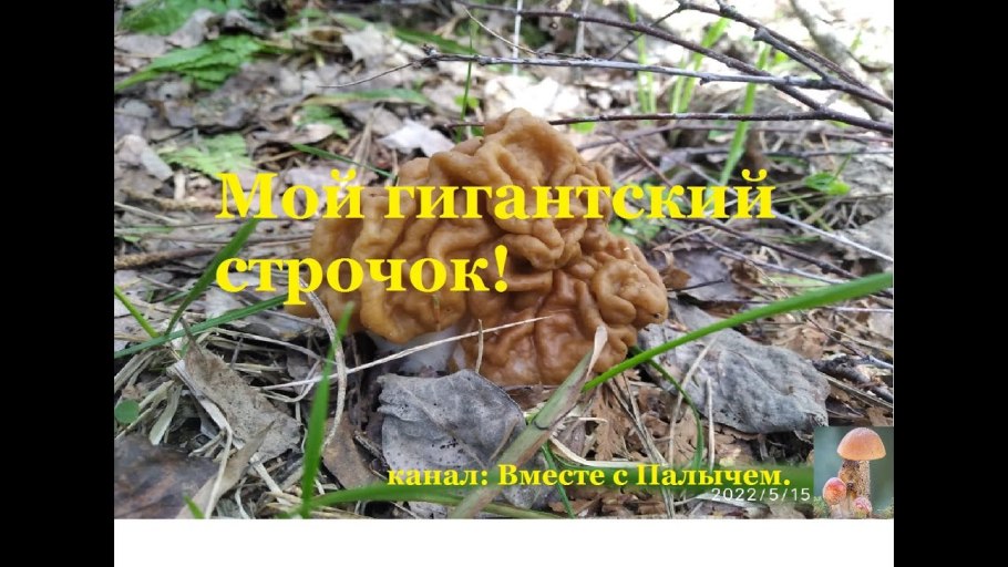 Много строчков фото