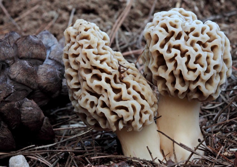 Шампиньоны, сморчки, трюфели