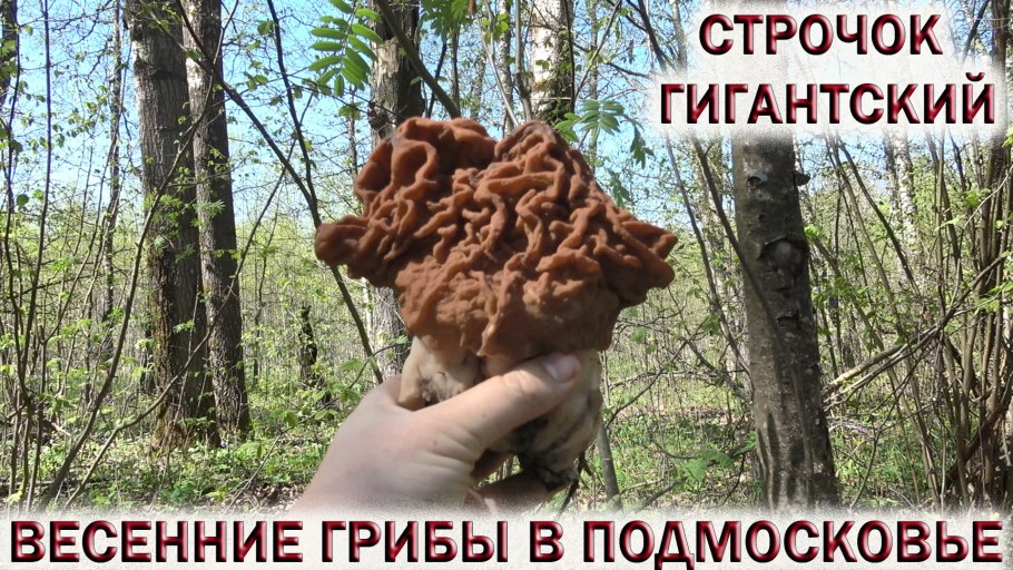 Гриб строчок обыкновенный