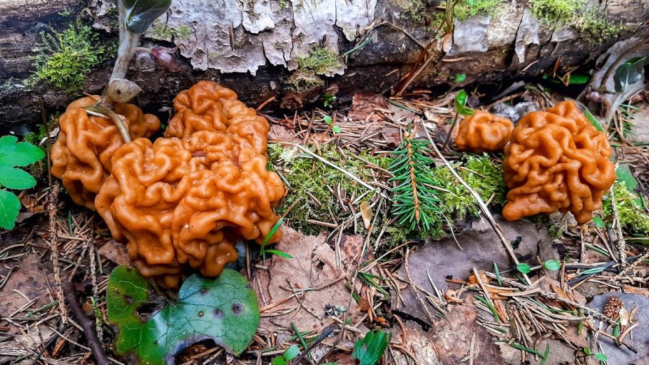 Строчке гигантском (Gyromitra Gigas