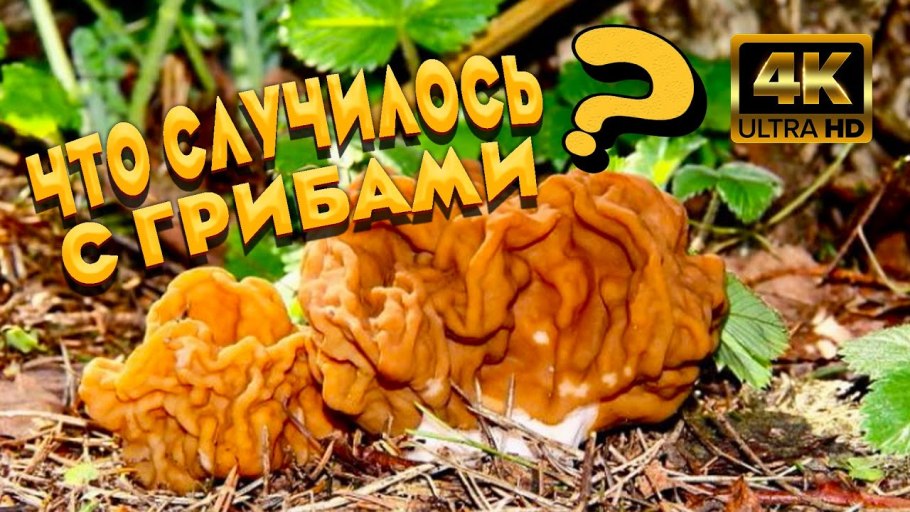 Грибная тропа Абрамцево