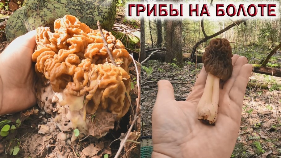 Сморчки грибы