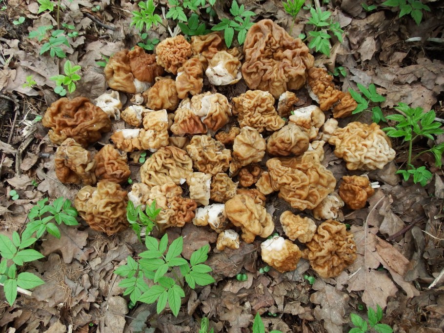 Доисторические грибы