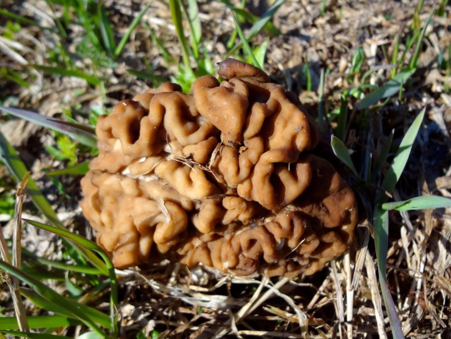 Сморчки на рынке