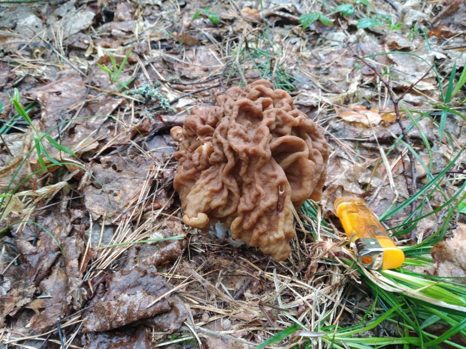 Гриб строчок гигантский