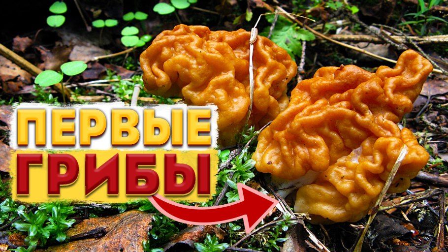 Сморчки сезон 2022