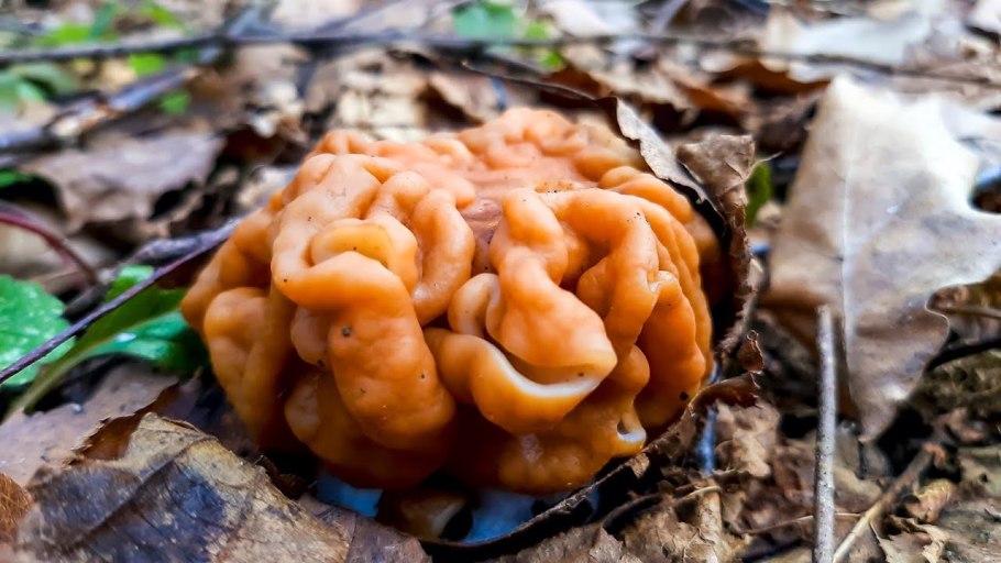 Строчок гигантский — Gyromitra Gigas.