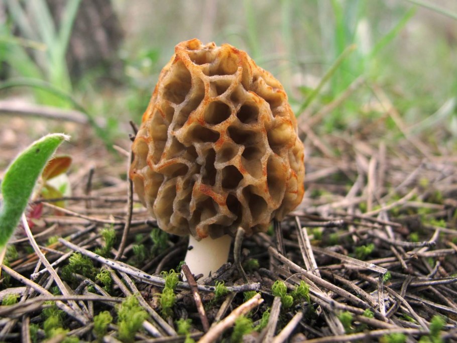 Строчок обыкновенный ядовитый гриб