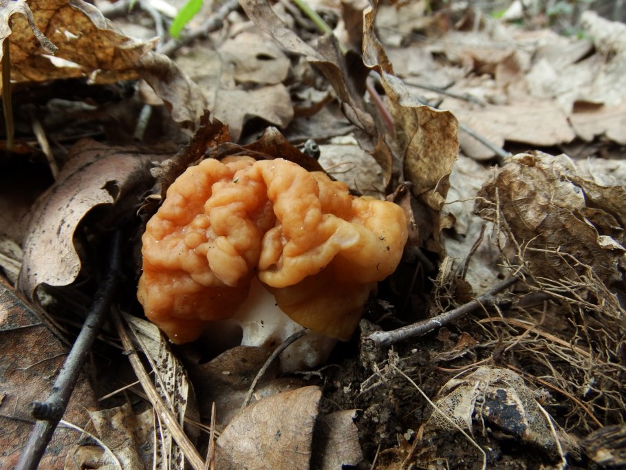 Гриб строчок