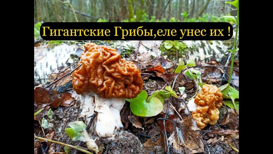 Гриб строчок сморчок отличия