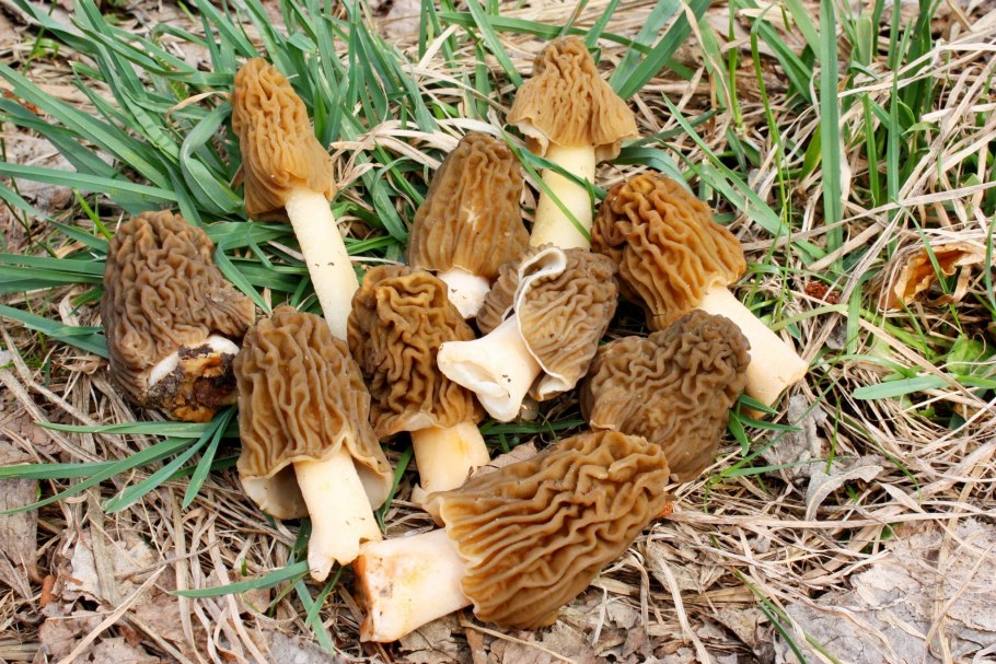 Гриб строчок и сморчок