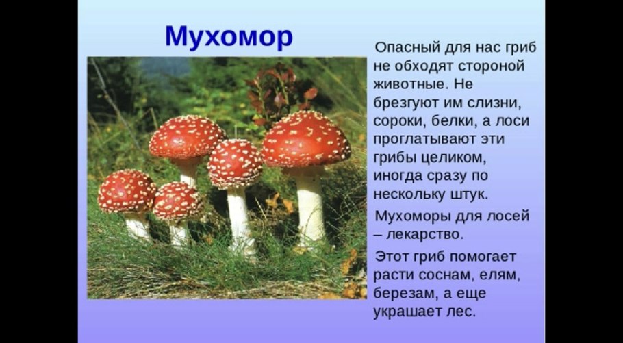 Шампиньоны, сморчки, трюфели