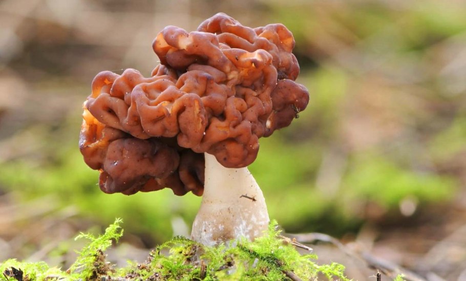 Строчок гигантский съедобен