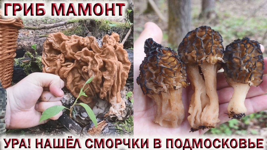 Строчок обыкновенный ядовитый