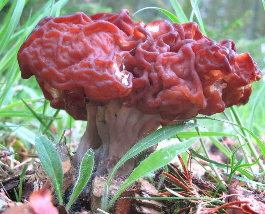 Рассказ о мухоморе 2 класс