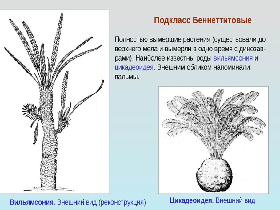 Беннеттитовые характеристика