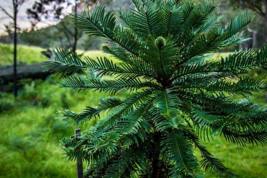Archaefructus liaoningensis