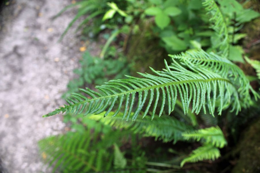 Blechnum spicant