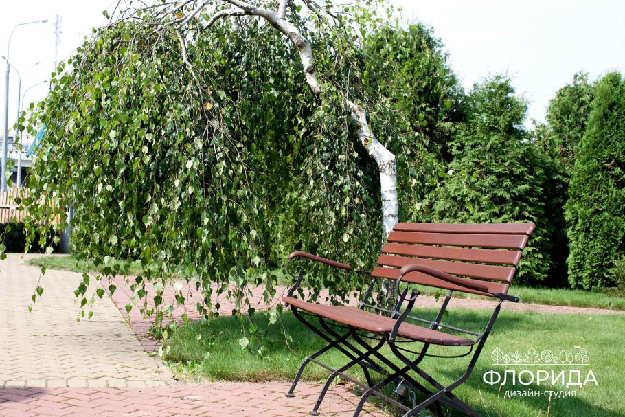 Бронзовая береза дерево