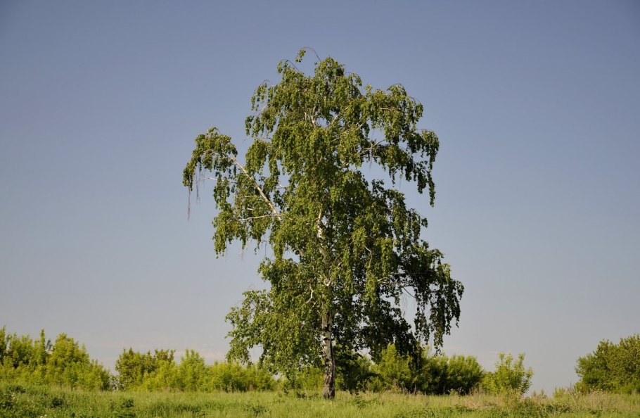 Береза повислая Betula pendula