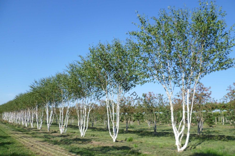 Береза обыкновенная Betula