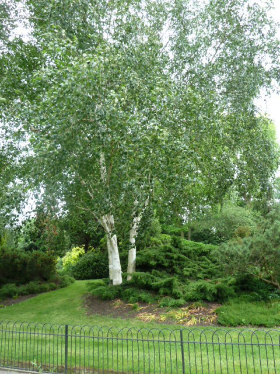 Береза Жакмана