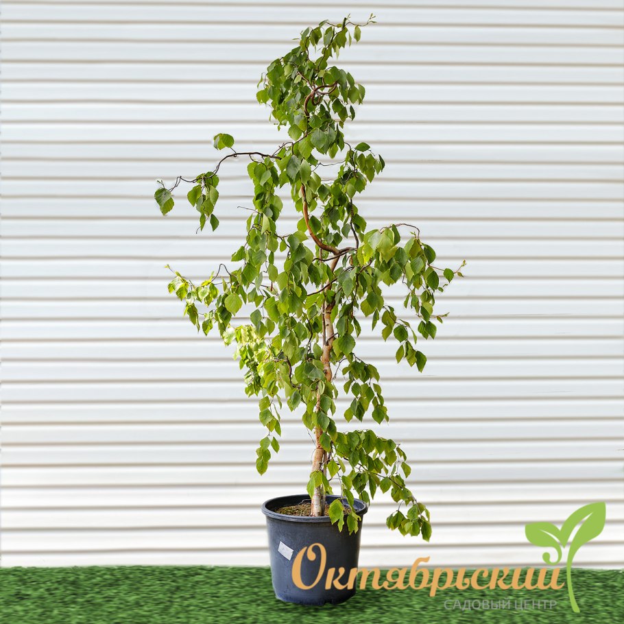 Береза повислая почки