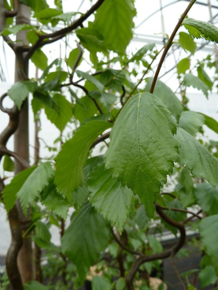 Береза Спайдер аллей