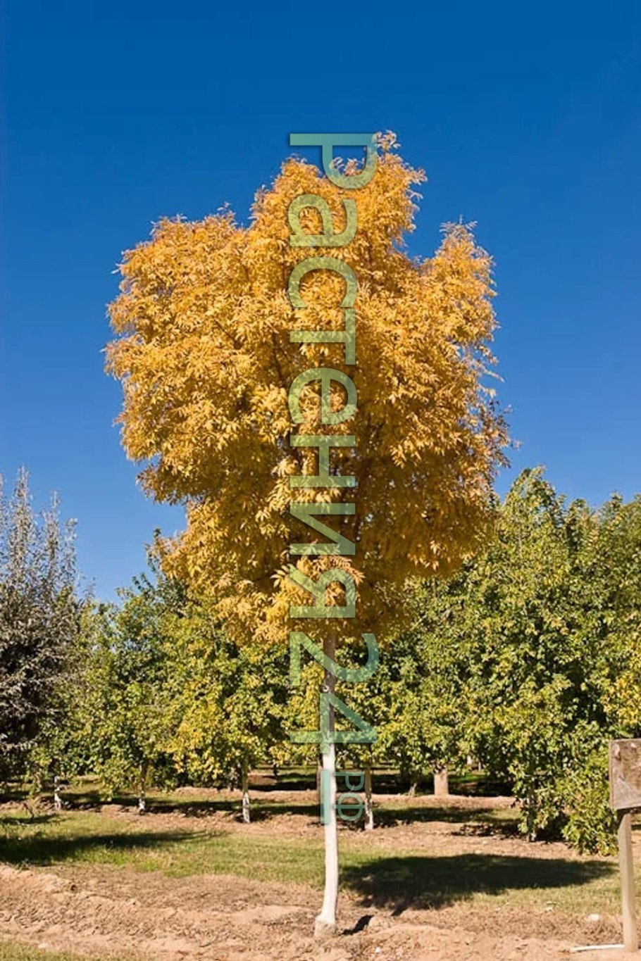 Береза Жакмана Doorenbos