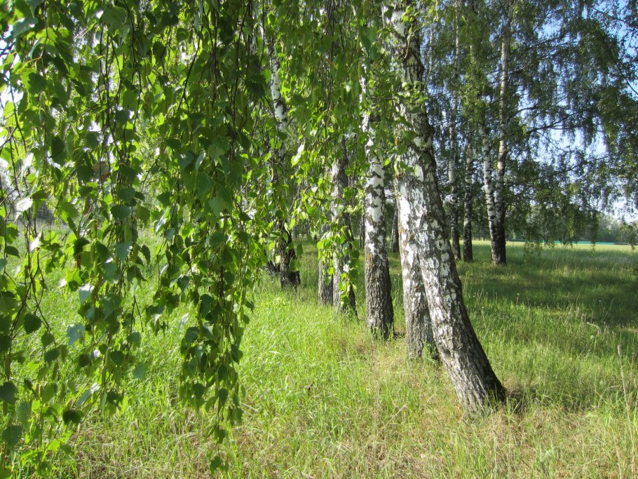 Ива Матсудана Тортуоза